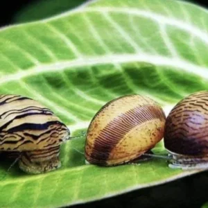 Fish - Snails 1 Nerite Snails