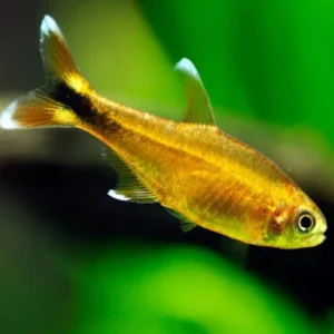 Fish - Tetras 12 Silver Tip Tetra 3cm