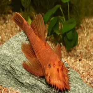 Super Red Bristlenose 3-4cm