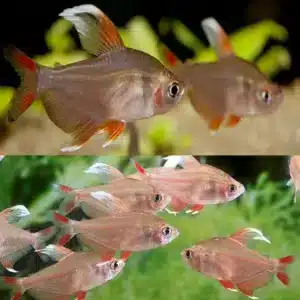 White Fin Ornate Tetra 3-4cm