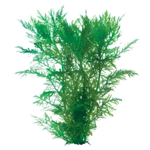 Plants - Plant Bunches 2 Hygrophila Difformis Wisteria