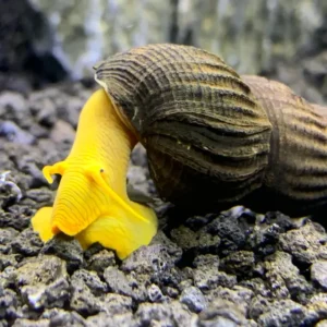 Fish - Snails 2 Yellow Rabbit Snail