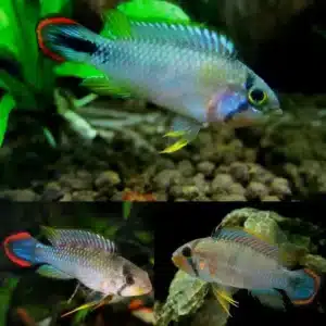 Fish - Dwarf Cichlids 6 Apistogramma Panduro 3-3.5cm