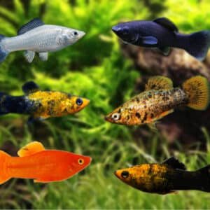 Fish Livebearers 2 Assorted Mini Molly